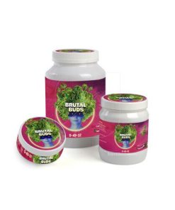 Alternative view of Brutal buds