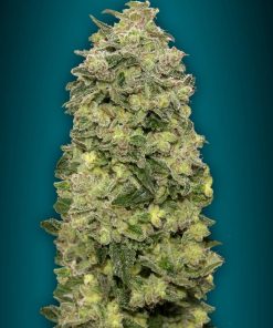 Auto afghan skunk advanced seeds