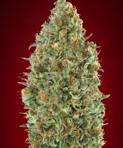 Alternative view of Kaya 47 auto advanced seeds