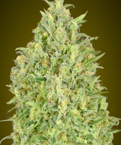 Alternative view of Auto pineapple glue advanced seeds