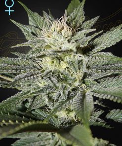 King’s kush cbd green house