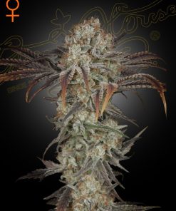 Money maker 100% green house