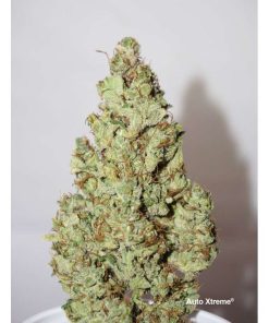 Auto xtreme haze dutch passion