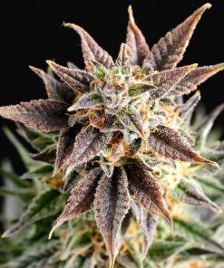 Big band 100% kannabia