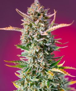 Gorilla sherbet f1 fast version 100% sweet seeds