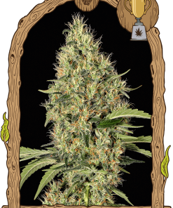 Alternative view of Gypsy widow 100% exotic seeds