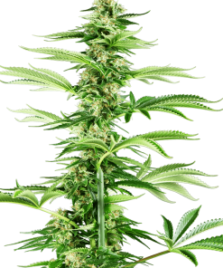 Alternative view of Honey melon haze feminizada sensi seeds