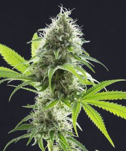 Alternative view of Kama kush cbd kannabia