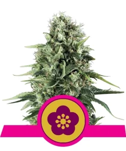 Power flower 100% royal queen seeds