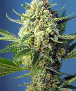 Alternative view of S.a.d auto sweet seeds