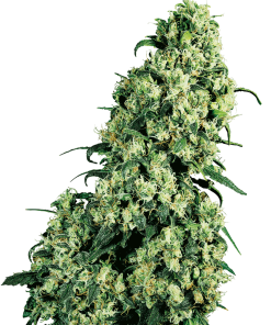 Skunk #1 regular 10 unidades sensi seeds