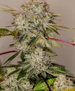 Alternative view of Sticky dream  positronics