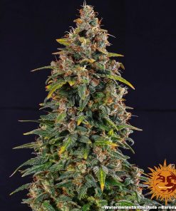 Alternative view of Watermelon zkittlez auto barney’s farm seeds